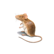 Rodent control