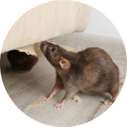 Rodent Control Service Treatment
