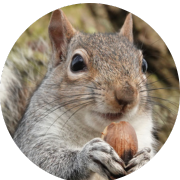 Squirrel Service